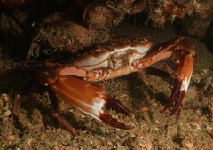 Charybdis hellerii