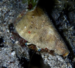 Dardanus sanguinolentus