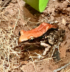 Hydrophylax bahuvistara