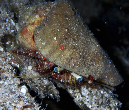 Dardanus sanguinolentus
