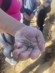 Phrynosoma blainvillii