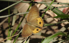 Hypocysta pseudirius