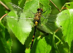 Leucorrhinia dubia