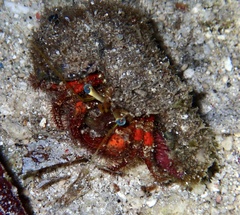 Dardanus sanguinolentus