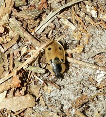 Dendroxena quadrimaculata