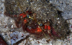Dardanus sanguinolentus