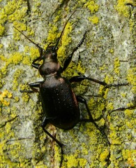 Calosoma inquisitor
