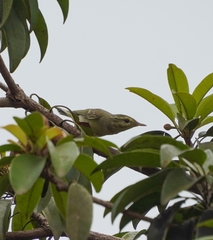 Phylloscopus nitidus