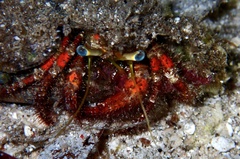 Dardanus sanguinolentus