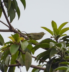Phylloscopus nitidus