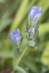 Gentiana sceptrum