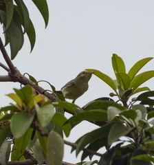 Phylloscopus nitidus