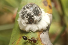 Monophlebidae