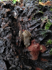 Eleutherodactylus cystignathoides