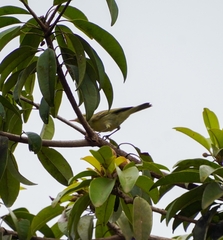 Phylloscopus nitidus