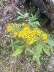 Senecio royleanus