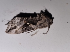 Autoplusia gammoides