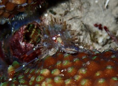 Cuapetes tenuipes
