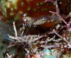 Cuapetes tenuipes