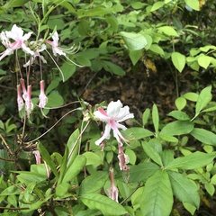 Rhododendron periclymenoides