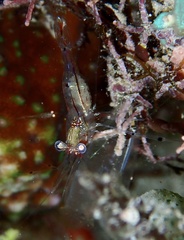 Cuapetes tenuipes