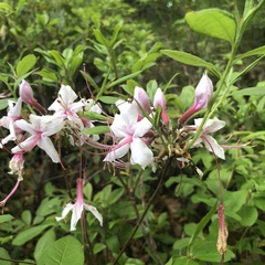 Rhododendron periclymenoides