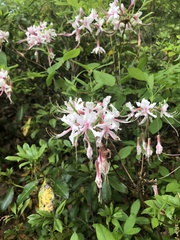 Rhododendron periclymenoides