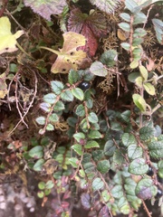 Gaultheria nummularioides