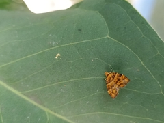 Choreutis