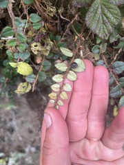Gaultheria nummularioides