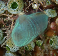 Rhopalaea