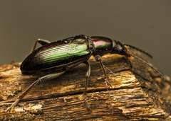 Lepturidea viridis