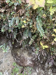 Gaultheria nummularioides