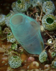 Rhopalaea