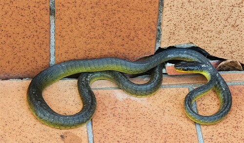 Common Tree Snake sighting