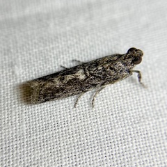 Sciota melanostyla