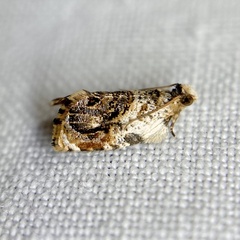 Acroceuthes metaxanthana