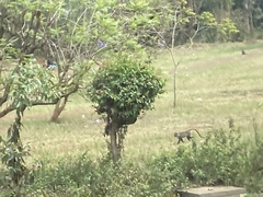 Cercopithecus mitis kolbi