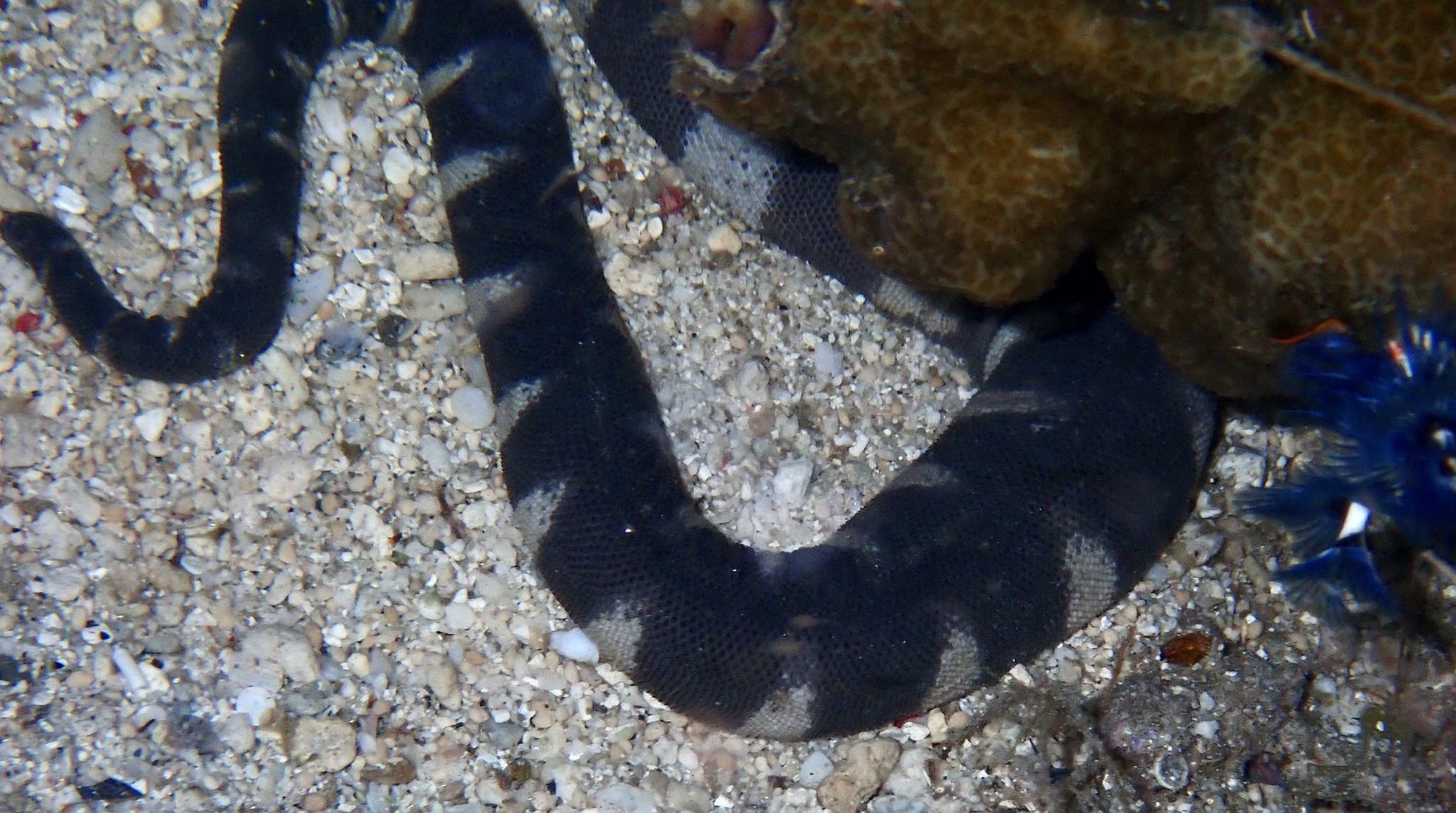 Acrochordus granulatus (Schneider, 1799)