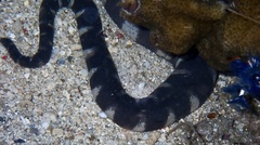 Acrochordus granulatus