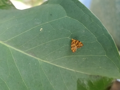 Choreutis