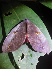 Phyllodes consobrina