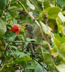 Dicaeum erythrorhynchos