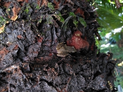 Eleutherodactylus cystignathoides