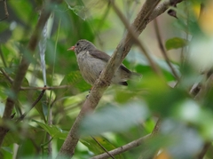 Dicaeum erythrorhynchos