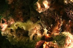 Phidiana militaris