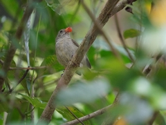 Dicaeum erythrorhynchos