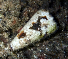Conus imperialis
