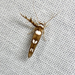 Stathmopoda triselena