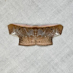 Tessarotis rubrata